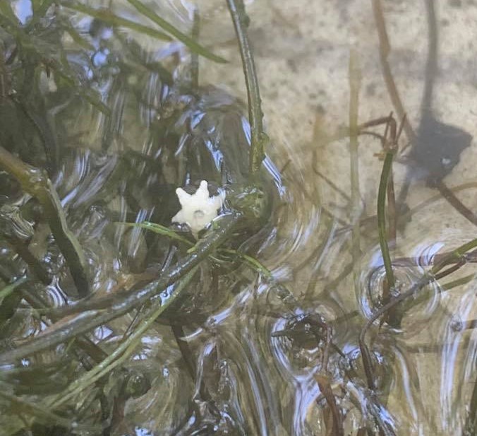 A stringy water weed in shallow water. There is a six-pointed bulbil resting on the surface of the water.